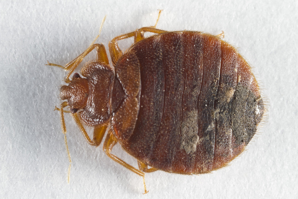 adult female adult male Bed bug bites lifecycle arrows captions